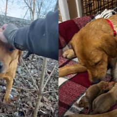 Pregnant Dog Dumped In The Woods Finally Finds Safe Arms For Her Puppies