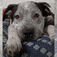 A Heartbroken Puppy Lay Silent, Hoping Someone Would Finally Choose Him