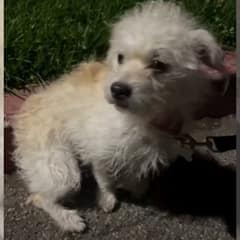 Puppy Waited On The Cold Road Hoping Someone Would Love Him