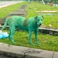 Stray Dog Painted Green Finally Saved By Kind Stranger