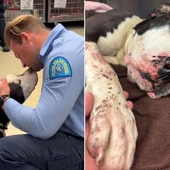 Injured Stray Dog Found Covered In Blood Now Gets A Second Chance