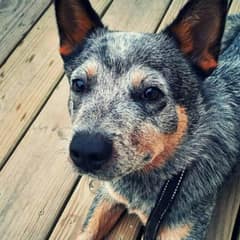 Shaking Shelter Dog Thought Love Was Gone Forever