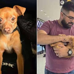 Missing Chihuahua Returns Home After 5 Years Away