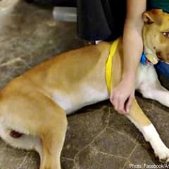 Dog Returned For Being Too Good Left Heartbroken At Shelter