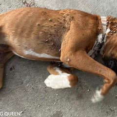 Boxer Puppy Collapses From Exhaustion After Being Covered In Ticks