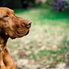 Abandoned Dog Trooper Mo Spent His Final Days Alone In A Park
