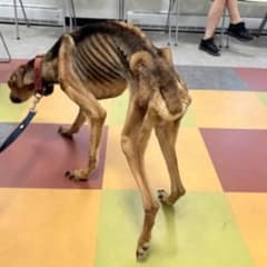 Shelter Couldn’t Believe This 27-Pound Pup Could Walk, Then His Miracle Began