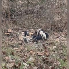 Mail Carrier Stops Her Route After Spotting 16 Skinny Puppies Shivering In The Woods