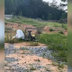 Uber Driver Stops For A Crate By The Road And Finds A Terrified Puppy Inside