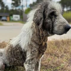 Ghost Dog Wanders Texas Streets For Years Until One Woman Stops