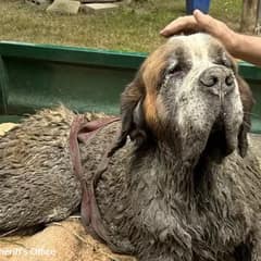 Senior St Bernard Found Trapped in River Mud and Saved Just in Time