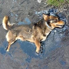 Abandoned Dog Sank Into Tar And Fought To Stay Alive With One Broken Bark