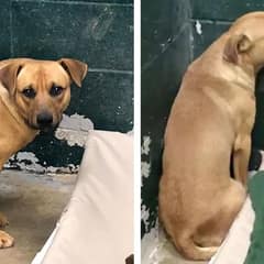 Family Leaves Sweet Dog At Kill Shelter After One Mistake