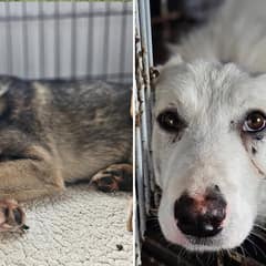 Two Homeless Dogs Suffer Unthinkable Pain, But Their Hearts Still Want Love