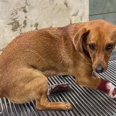 Abandoned And Broken In A War Zone, This Sweet Dog Refused To Give Up