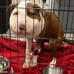 Dog Nearly Choked By Collar Finally Finds A Safe Home In Idaho