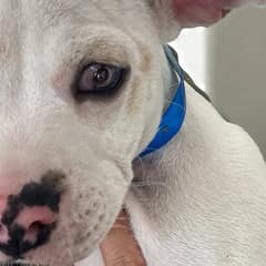 Shelter Puppy Faces Unthinkable Pain Before Kindness Steps In