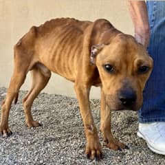 Shelter’s Skinniest Dog Finds Love And Becomes Unrecognizable