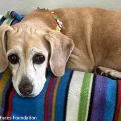 Abandoned Senior Beagle With The Saddest Eyes Finally Finds A Loving Home