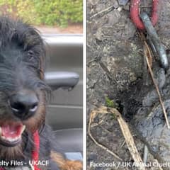 Dog Found Drowned with Rope and Weight Around His Neck