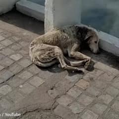 Injured Stray Dog Laid Down To Die But Kind Rescuers Found Him