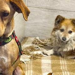 Two Shattered War Dogs Get A Second Chance At Life And Love