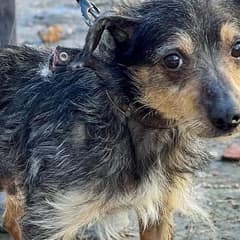 Dog Rescued Near Frontlines Beats Deadly Parvo and Fully Recovers