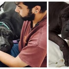 Sick Dog Dumped Like Trash On A Beach Still Trusts Humans