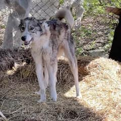 Sick Dog Found in a Destroyed Barn Still Wagged Her Tail in Pain