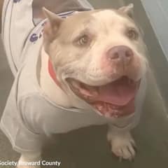 Dog Abandoned on Highway With Puppies Finally Finds a Forever Home