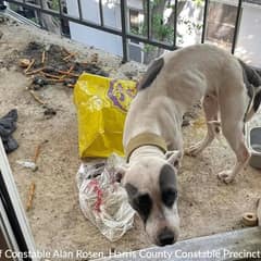Emaciated Dog Waited On A Balcony While Life Slowly Slipped Away