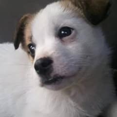 Tiny Puppy Found Shivering On Christmas Morning Gets A Forever Home