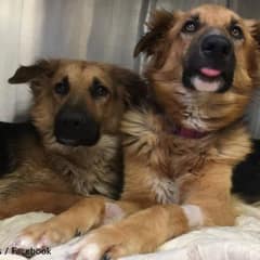 Dog Brothers Cling To Each Other Inside A Texas High Kill Shelter