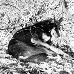 Senior Dog Runs Away From Cruel Owner After Years Of Silent Suffering