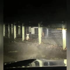 Heartbroken Dog Trapped In A Locked Park Begging For Help In The Dark
