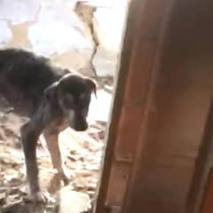 Rescuers Found A Broken Dog In Rubble And Gave Him His Life Back
