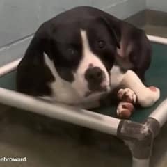 Sweet Shelter Dog Was Promised A Home But Nobody Came Back
