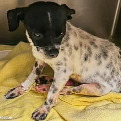 Tiny Chihuahua Found Broken On Road Fights To Stay Alive
