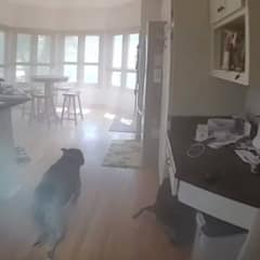 Dog Trapped In Burning Home Waits For Help In The Smoke