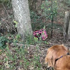 Dog Leads Owner To Hidden Crate And The Truth Inside Breaks Hearts