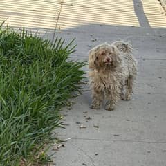 Matted Little Dog Waited On A Street Corner For Love