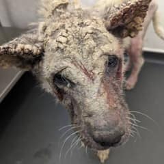 Dog Who Looked Like Stone Finally Found Softness Again