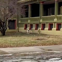 Woman Hears Crying In The Cold And Finds A Dog Who Still Believes In Love