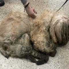 Rescuers Shaved A Matted Dog And His Sweet Face Broke Hearts Everywhere