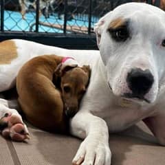 Small Pup Finds Comfort Sleeping On Huge Dogs And Melts Hearts Daily