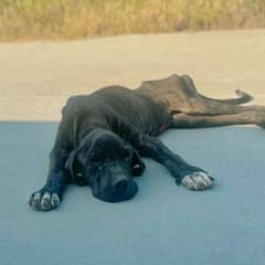 Starving Dog Collapses In The Road But Still Wags Her Tail