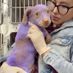 Purple Puppy With Burned Ears Finally Finds The Love He Always Deserved