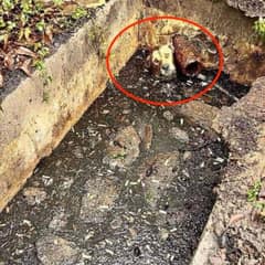 Terrified Dog Screamed From The Darkness Until Someone Heard Him