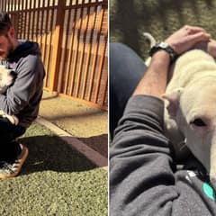 Shelter Dog Hugs Everyone She Meets And Still Waits For A Home