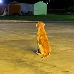 Dog Left Outside A Dollar Store Waited All Day For His Family
